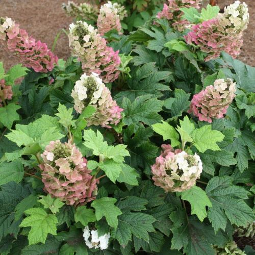 Hortensja dębolistna JETSTREAM