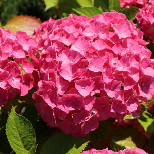 Hortensja MACROPHYLLA