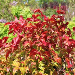 Nandina FIREPOWER
