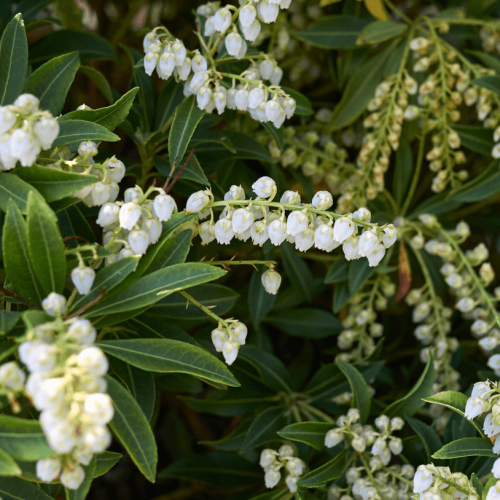 Pieris japoński SARABANDE 