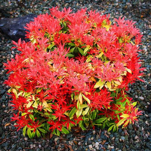 Pieris japoński FOREST FLAME 