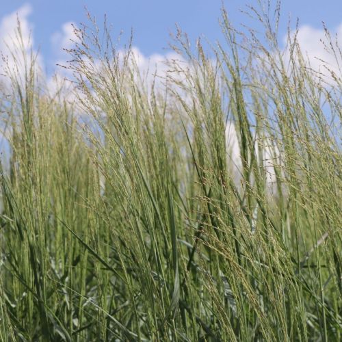 Proso rózgowate PRAIRE SKY