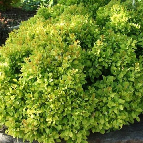 Berberys LIME STAR 