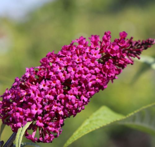 Budleja Dawida SUMMER BEAUTY