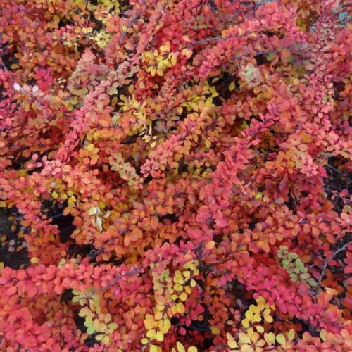 Berberys ORANGE CARPET