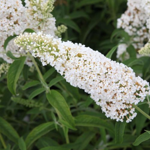 Budleja Dawida WHITE PROFUSION