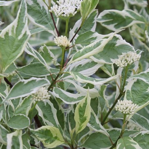 Dereń biały ELEGANTISSIMA