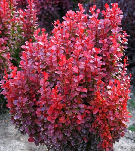 Berberys RED TOWER