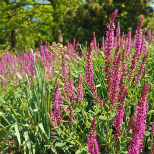 Szałwia omszona PINK BEAUTY 