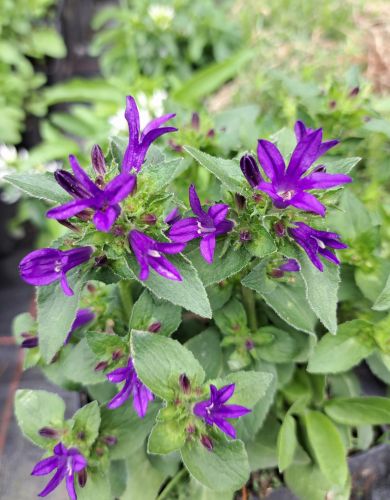 Dzwonek Skupiony BLUE CROWN