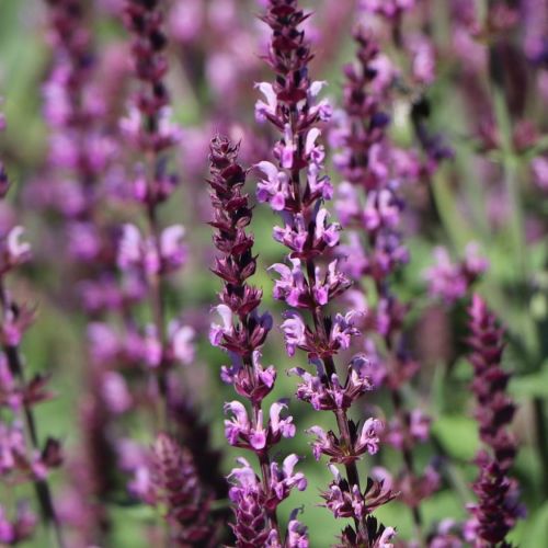 Szałwia omszona AMETHYST