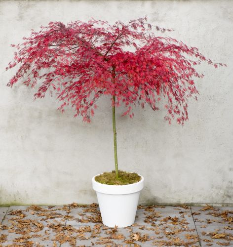 Klon palmowy GARNET na pniu