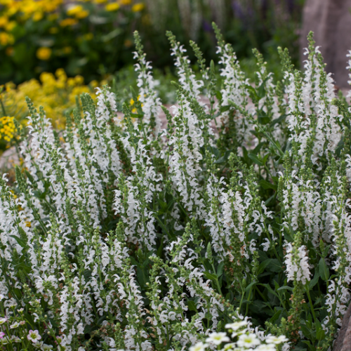 Szałwia omszona DEEP WHITE