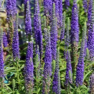 Przetacznik ULSTER DWARF BLUE