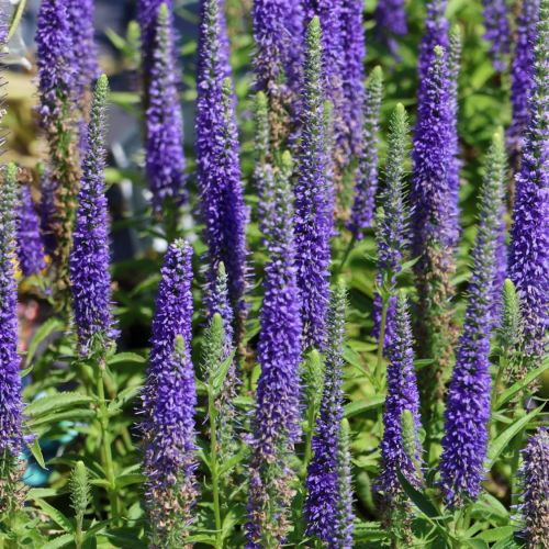 Przetacznik ULSTER DWARF BLUE