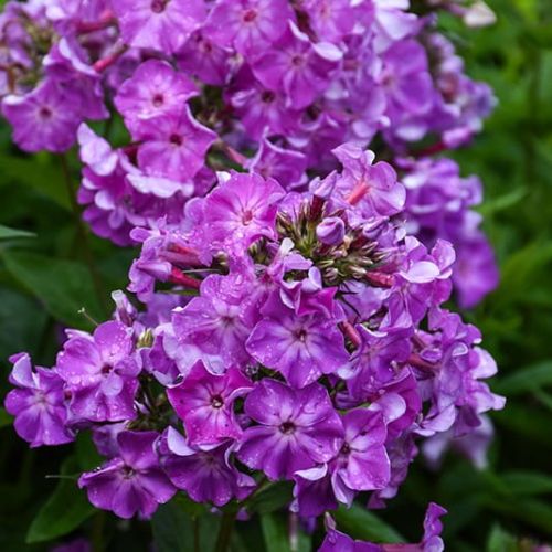 Floks  EARLY PURPLE