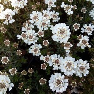 Ubiorek WEISSER ZWERG