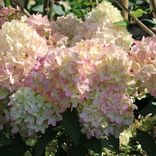 Hortensja PETITE FLORI