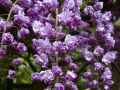 Wisteria Glicynia BLACK DRAGON