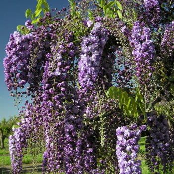 Wisteria Glicynia BLACK DRAGON 160 cm SZCZEPIONA