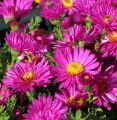 Aster krzaczasty STARLIGHT
