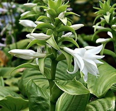 Funkia babkolistna GRANDIFLORA