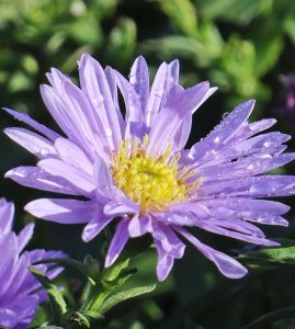 Aster Nowobelgijski MARIE BALLARD