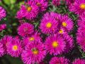 Aster Nowobelgijski NERON
