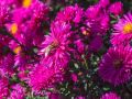 Aster Nowobelgijski NERON