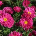 Aster Nowobelgijski NERON