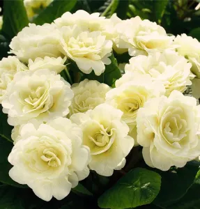 Pierwiosnek Belarina CREAM