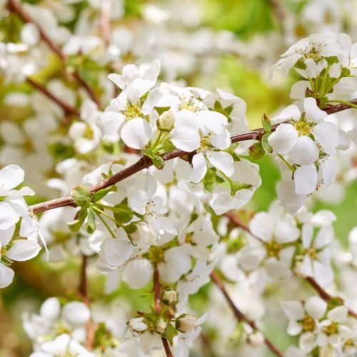 Tawuła śliwolistna GOLDFIRE