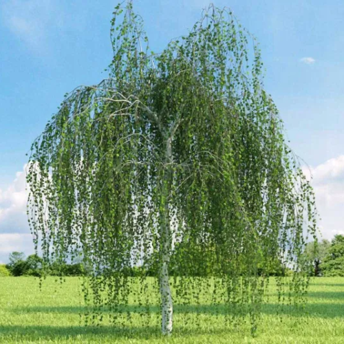 Brzoza FUZZY FEATHERS