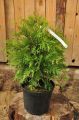 Thuja MALONYANA AUREA