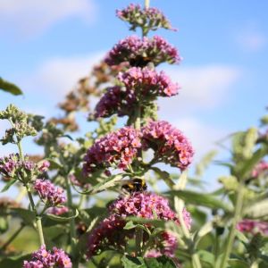 Budleja FLOWER POWER