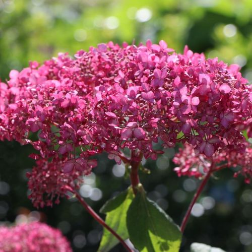 Hortensja PINK ANNABELLE