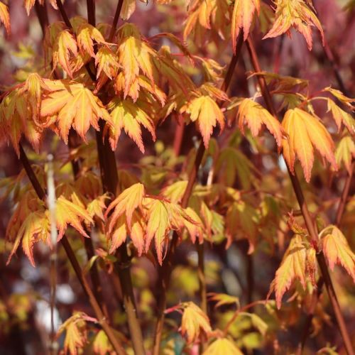 Klon palmowy ORANGE DREAM