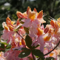 Azalia wielkokwiatowa