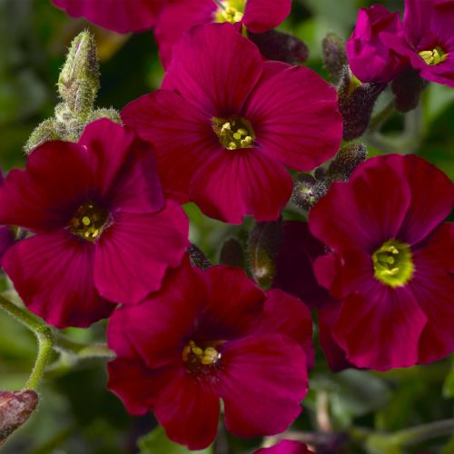 Żagwin Axcent Burgundy