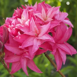 Azalia wielkokwiatowa PROF.CZEKALSKI