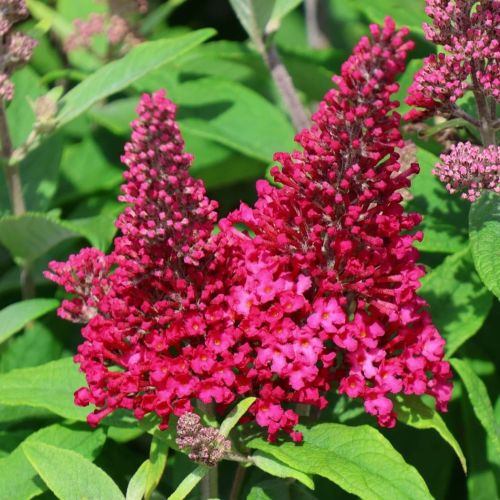 Budleja Dawida BUTTERFLY CANDY LITTLE RUBY