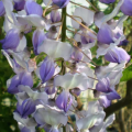 Wisteria
