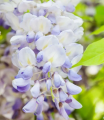 Wisteria