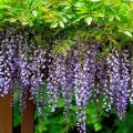 Wisteria