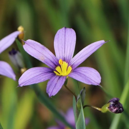 Miecznica wąskolistna