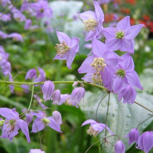 Rutewka DECORUM