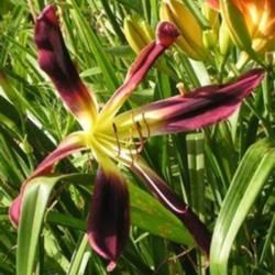 Liliowiec CHOKECHERRY MOUNTAIN