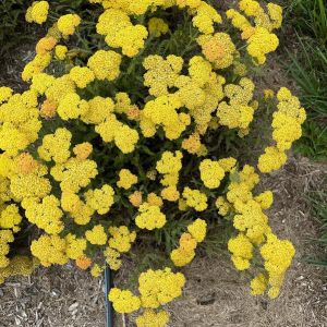 Krwawnik SKYSAIL YELLOW