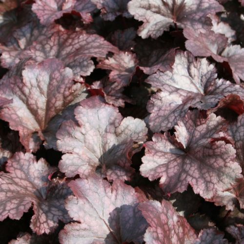 Żurawka PLUM PUDDING