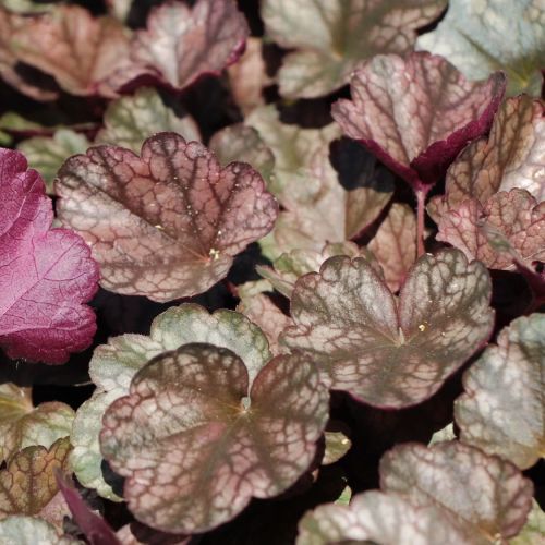 Żurawka SILVER SCROLLS